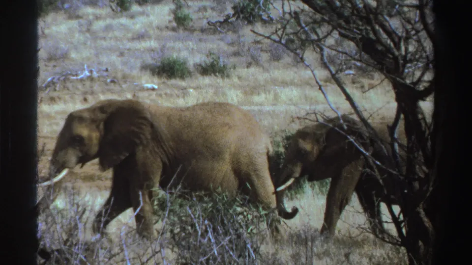 1969 South Africa 8mm frame showing two elephants walking through dry savanna grass, partly obscured by brush.
