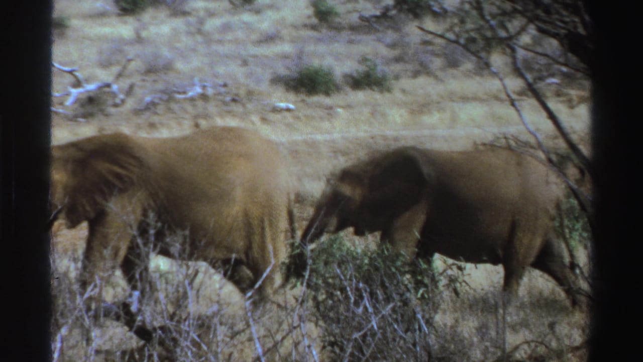 1969 South Africa 8mm frame with two elephants walking through pale dry grass and low scrub, one partly hidden by branches.