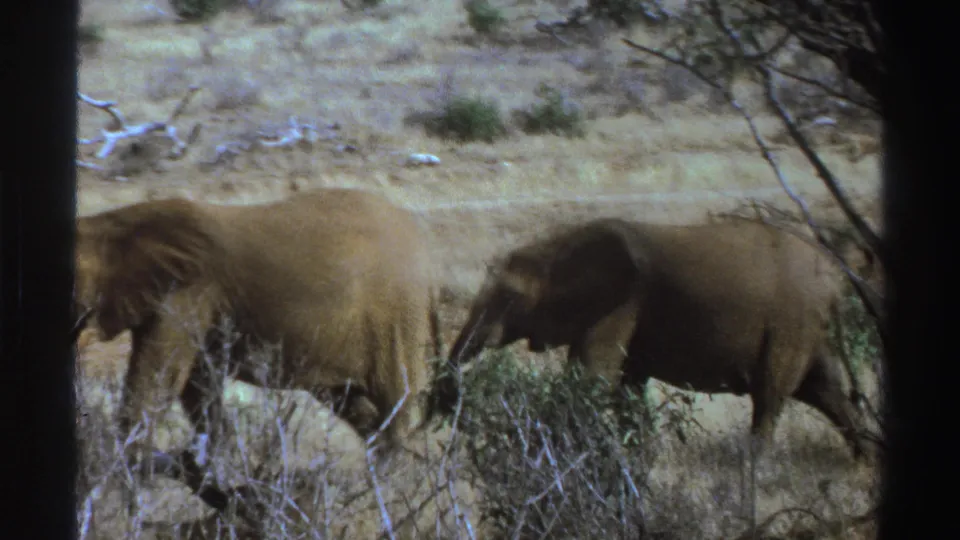 1969 South Africa 8mm frame with two elephants walking through pale dry grass and low scrub, one partly hidden by branches.