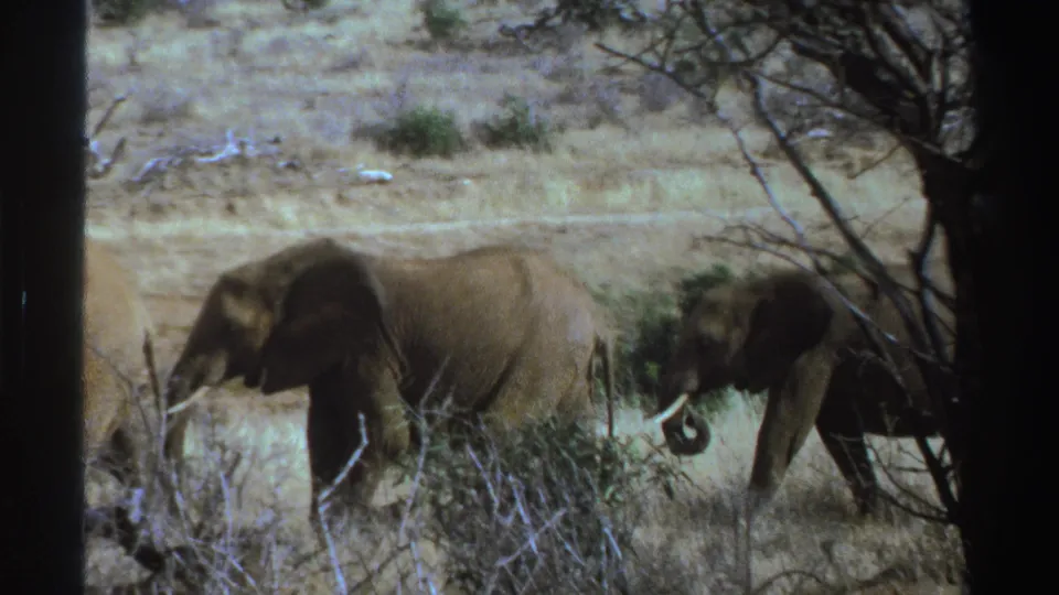 1969 South Africa 8mm frame showing elephants moving behind thorny brush across dry savanna grass.