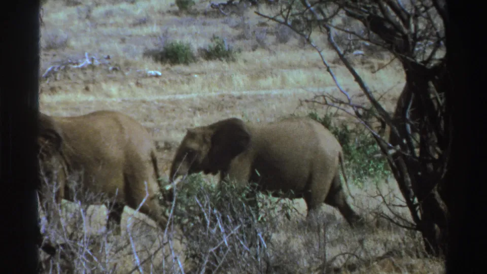 1969 South Africa 8mm frame showing elephants walking through dry savanna, framed by a dark tree trunk and branches.