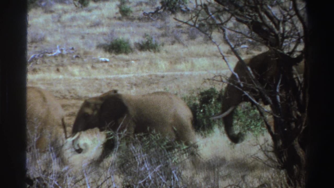 1969 South Africa 8mm frame showing elephants moving through dry grass and sparse brush, partly obscured by trees.