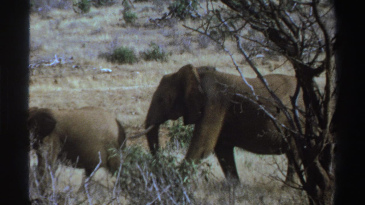 1969 South Africa 8mm frame with an adult elephant and smaller elephant walking among dry grass, shrubs, and bare branches.