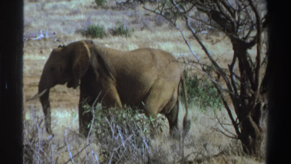 1969 South Africa 8mm frame showing a large elephant near a dark tree trunk, with dry grass and scrub in the foreground.