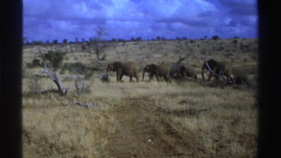 1969 South Africa 8mm wide frame showing a small elephant herd moving across open dry savanna beneath a cloudy sky.