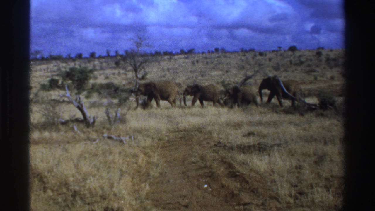 1969 South Africa 8mm frame showing several African elephants moving across dry grassland with shrubs and bare trees.