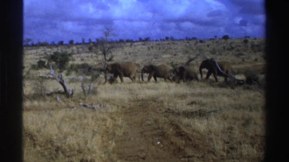 1969 South Africa 8mm frame showing several African elephants moving across dry grassland with shrubs and bare trees.