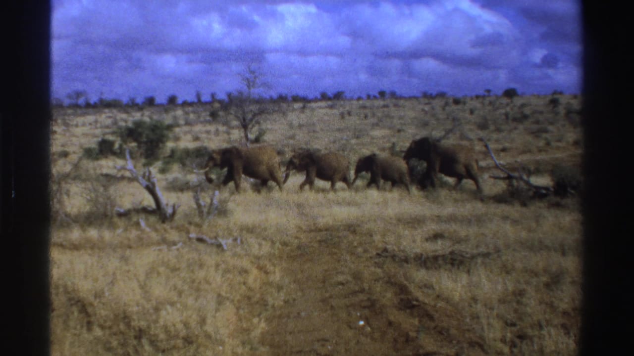 A line of elephants moves past shrubs and fallen branches in open grassland.