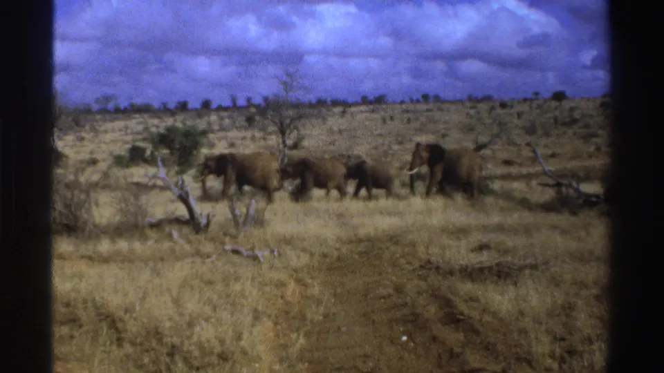 A 1969 South Africa 8mm still showing elephants grouped on dry savanna with sparse trees and purple-shifted sky.
