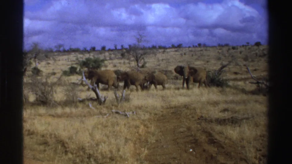 Final 1969 South Africa 8mm frame with elephants and a calf near brush, dry grass, and a faint track in the foreground.