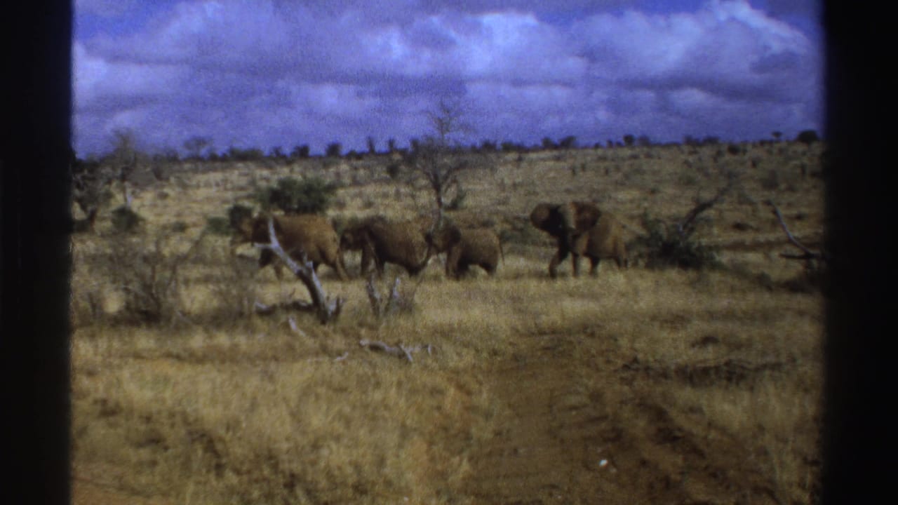 Elephants walking across dry grassland under a cloudy sky.