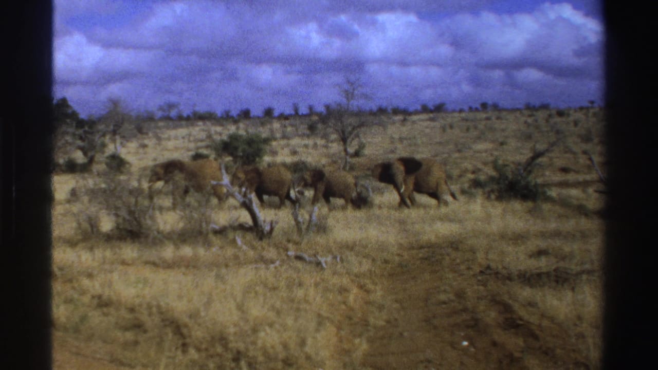1969 South Africa home-movie frame of elephants walking left to right through open grassland and scrub.