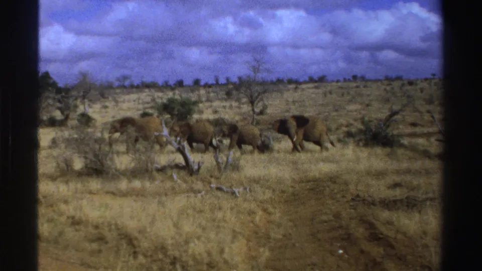 1969 South Africa home-movie frame of elephants walking left to right through open grassland and scrub.