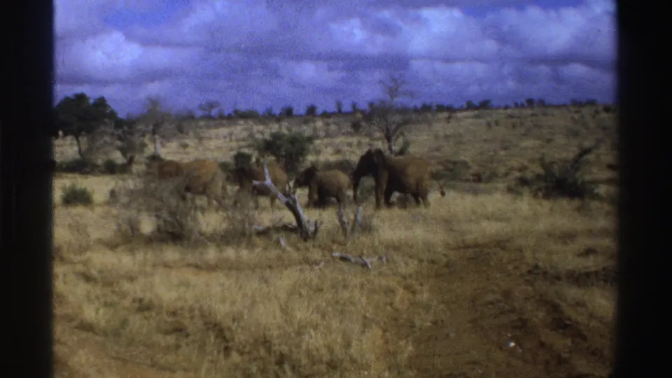 1969 South Africa 8mm frame with elephants crossing a dry savanna, partly screened by brush and a fallen limb.