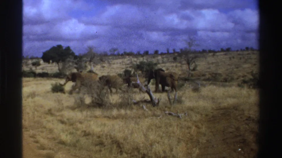 1969 South Africa home-movie frame showing elephants near a dirt track, with sparse trees and cloudy sky beyond.