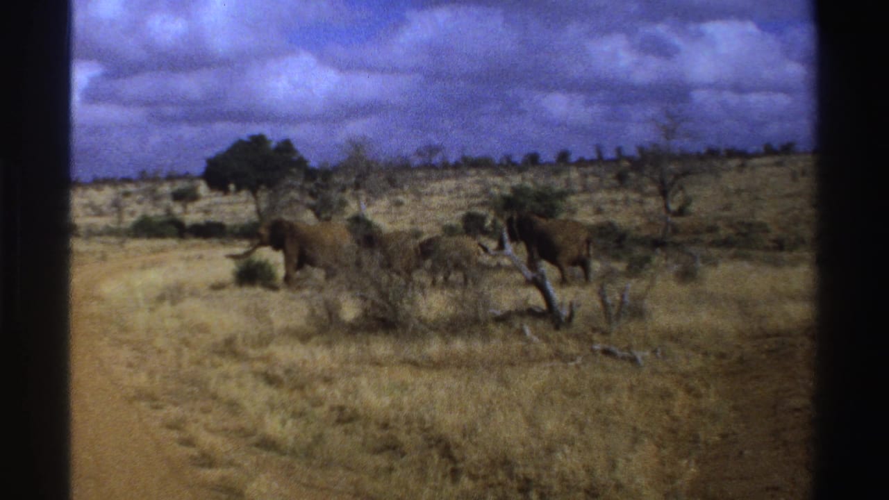 1969 South Africa 8mm frame showing elephants in dry savanna near a dirt road with sparse trees and heavy clouds.