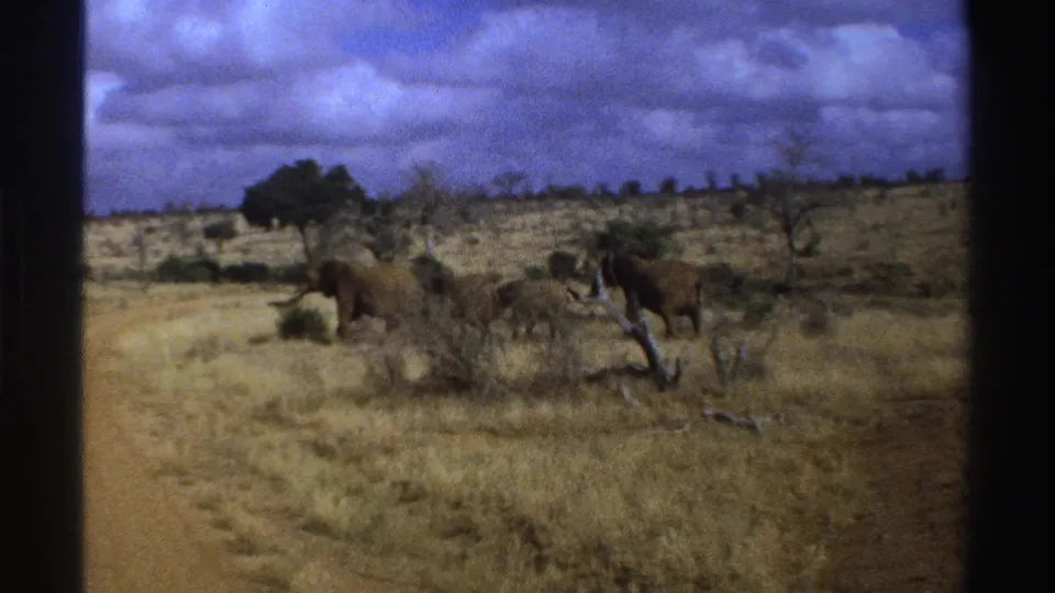1969 South Africa 8mm frame showing elephants in dry savanna near a dirt road with sparse trees and heavy clouds.