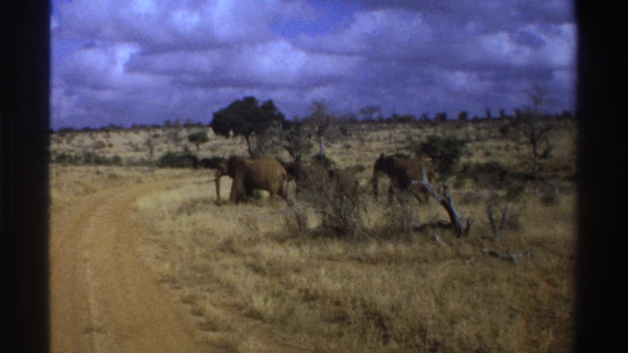1969 South Africa home-movie frame with elephants near low shrubs and a pale dirt track across open savanna.