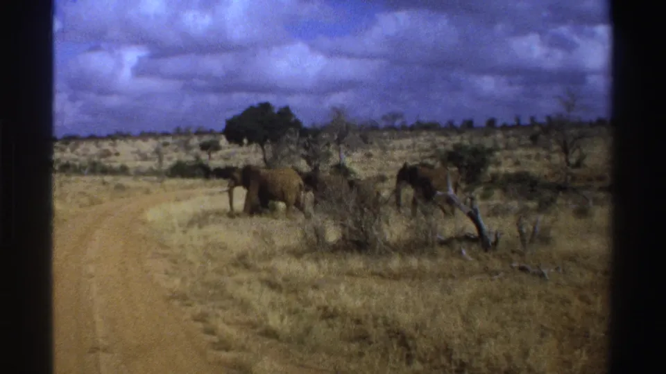 1969 South Africa home-movie frame with elephants near low shrubs and a pale dirt track across open savanna.