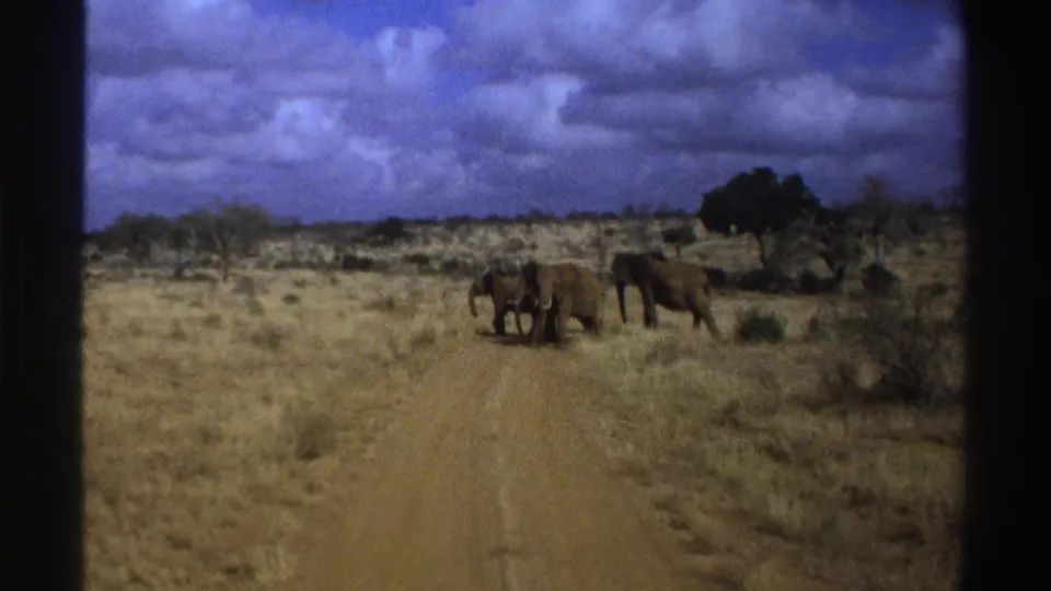 1969 South Africa 8mm frame showing a herd of elephants crossing a dusty road in open savanna.