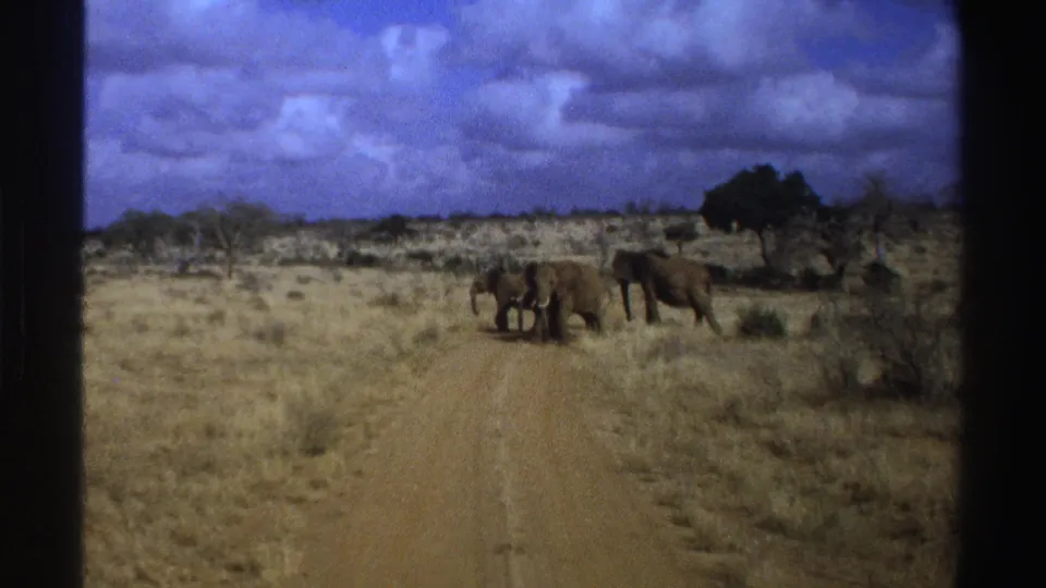 1969 South Africa home-movie frame of elephants grouped near a road, with dry grassland and dark trees beyond.