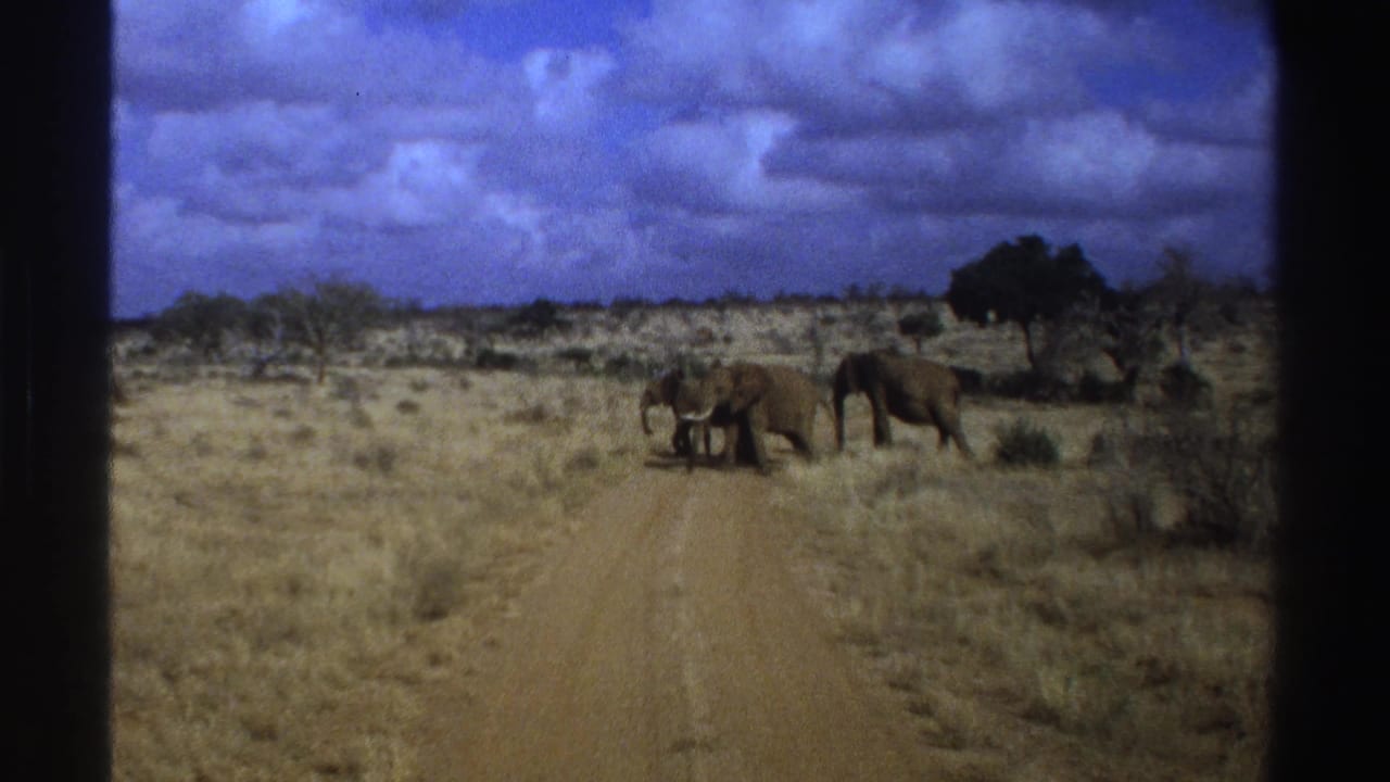 1969 South Africa 8mm frame showing elephants near a dusty road across dry savanna, with dark film borders visible.