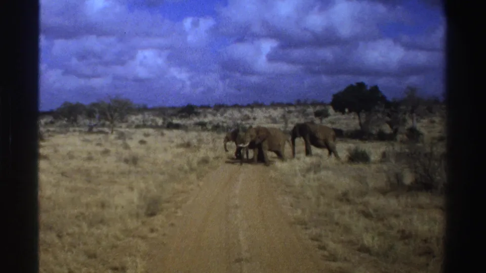 1969 South Africa 8mm frame showing elephants near a dusty road across dry savanna, with dark film borders visible.