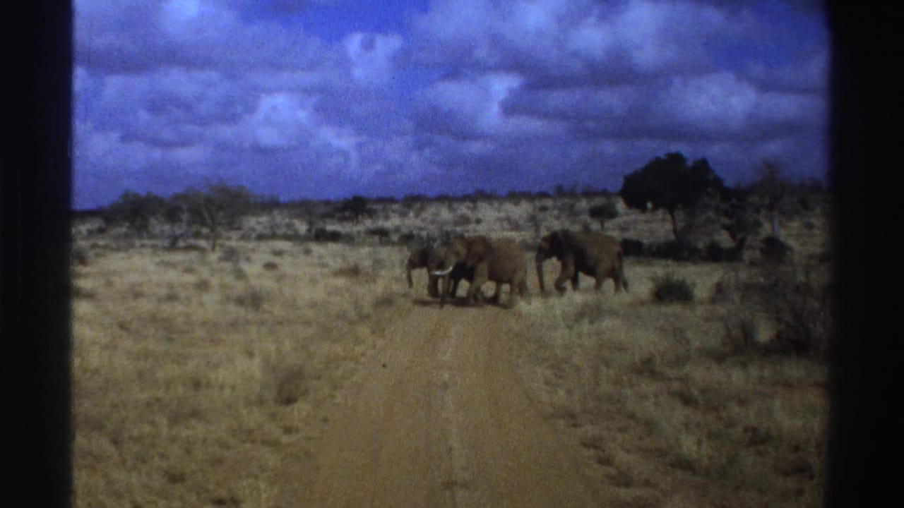 Several elephants move across a dusty track with scrubland and clouds behind them.