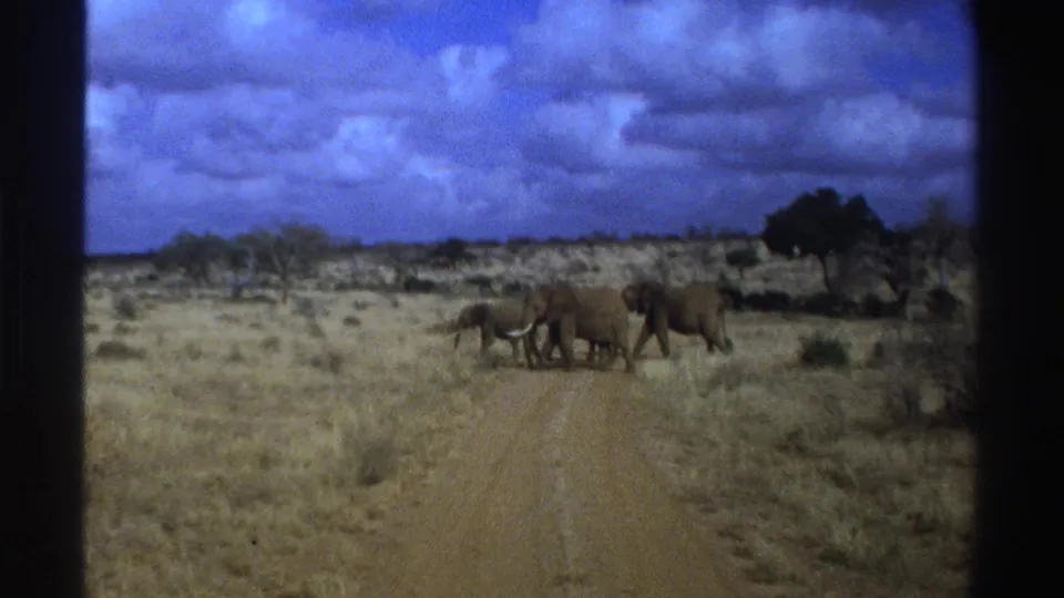 1969 South Africa 8mm frame showing elephants moving across a dirt road in an open savanna landscape.