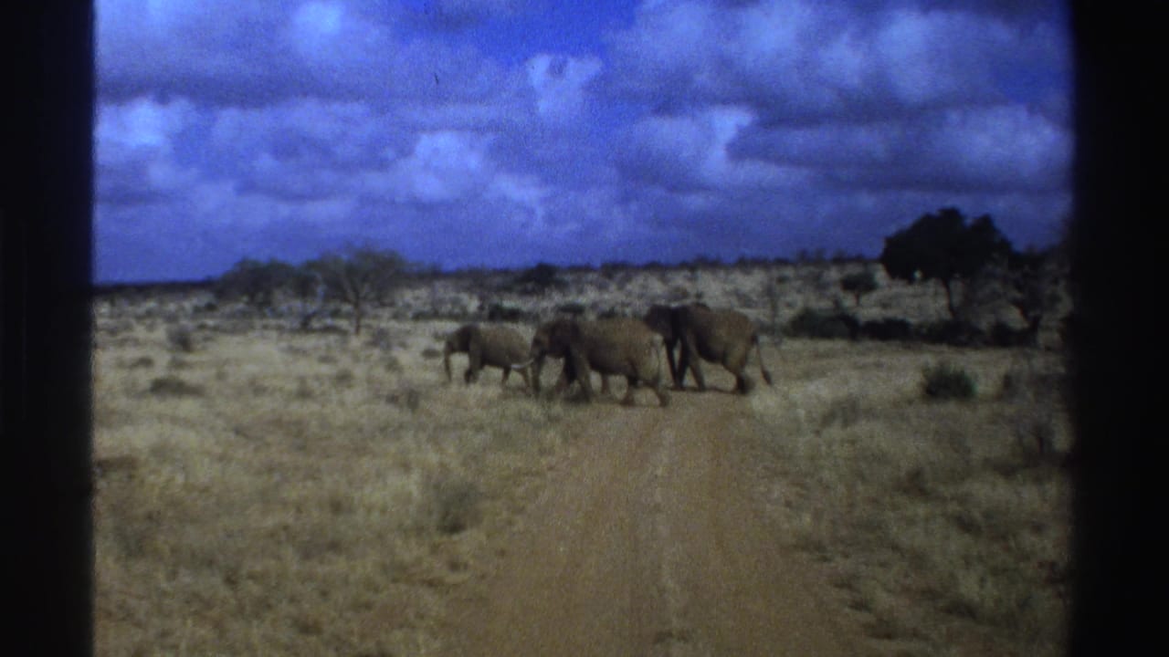 Elephants walking across dry savanna near a dirt road under a cloudy sky.