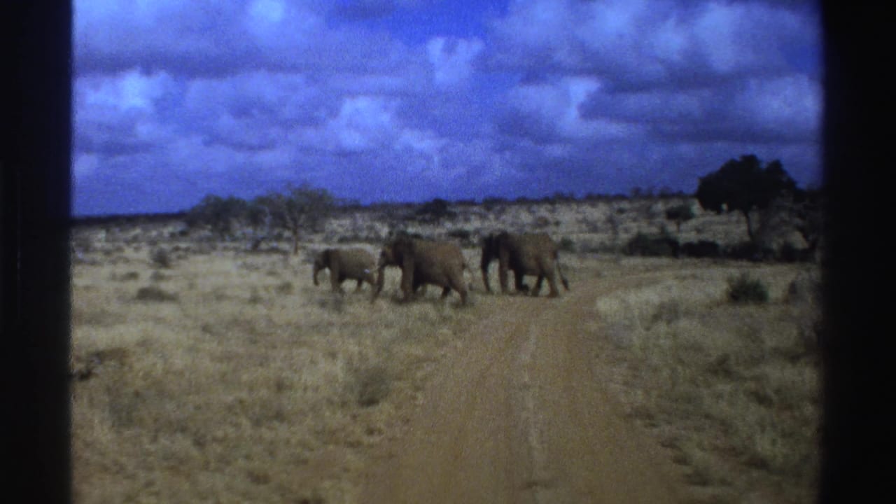1969 South Africa home-movie frame with elephants moving together beside a dirt track through dry savanna.