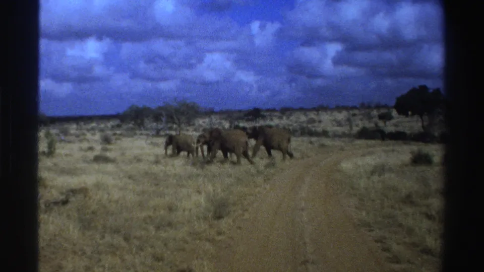 1969 South Africa 8mm frame showing elephants walking left across scrubby grassland with a dirt road in the foreground.