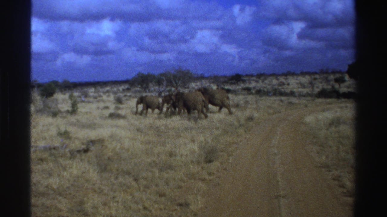 Elephants crossing dry savanna beside a dirt road under a cloudy blue sky.