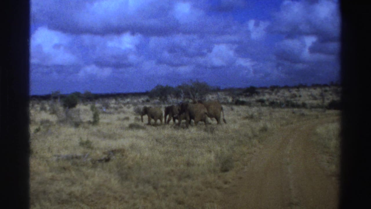 1969 South Africa 8mm frame with elephants grouped near a dirt track in arid savanna under heavy clouds.