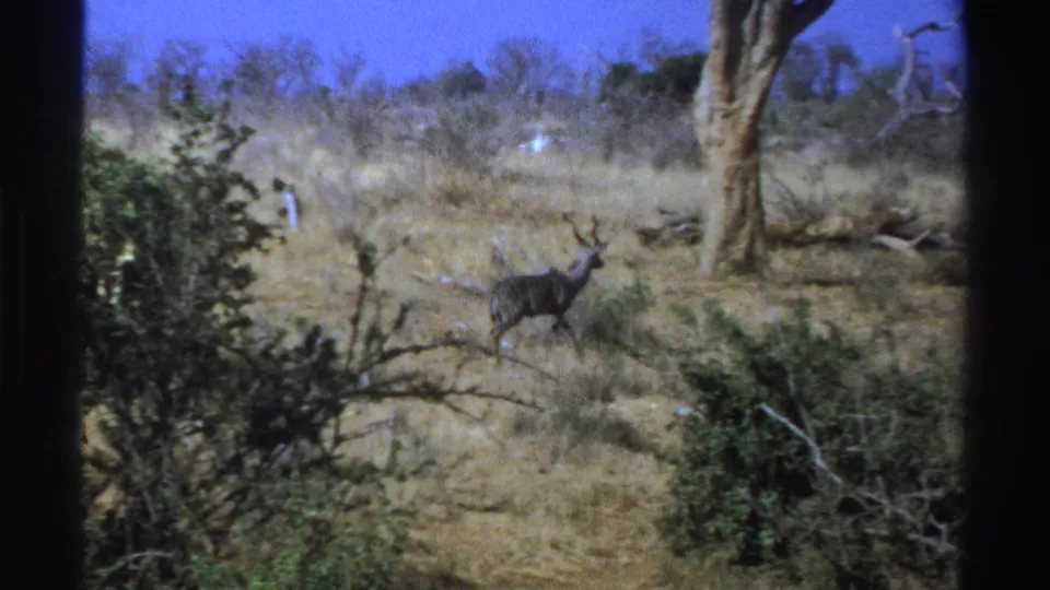 1969 South Africa 8mm frame showing a small antelope in dry bushland with trees, shrubs, and pale grass.