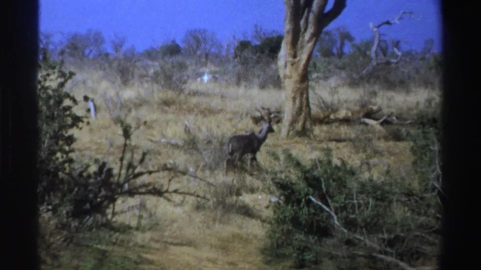 1969 South Africa 8mm frame with an antelope near a bare tree trunk in dry grass and scrubland.