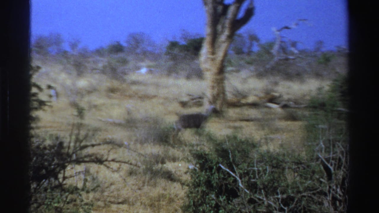 Antelope partly visible in dry savanna near shrubs and a bare tree.