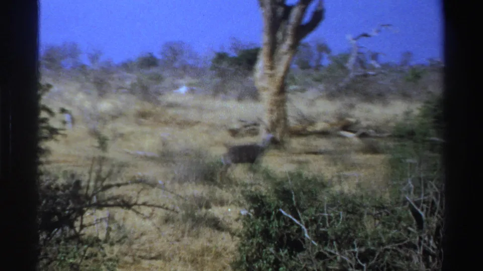 1969 South Africa 8mm frame showing a lone antelope at left in dry grassland with shrubs, a bare tree, and blue sky.