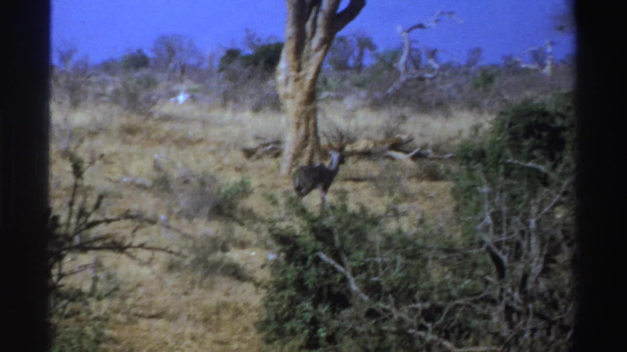 1969 South Africa 8mm frame with an antelope near brush in a dry savanna, framed by a large tree and dark film edge.