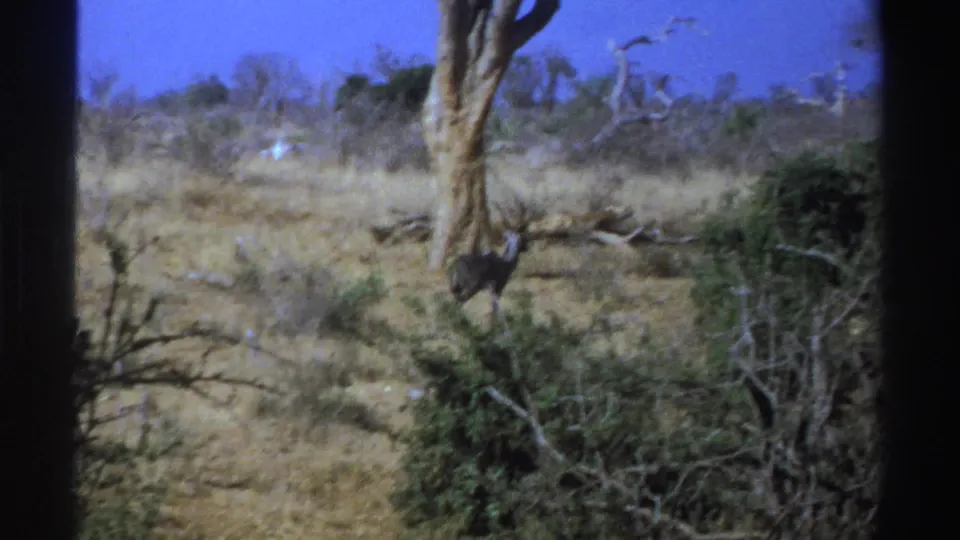 1969 South Africa 8mm frame with an antelope near brush in a dry savanna, framed by a large tree and dark film edge.