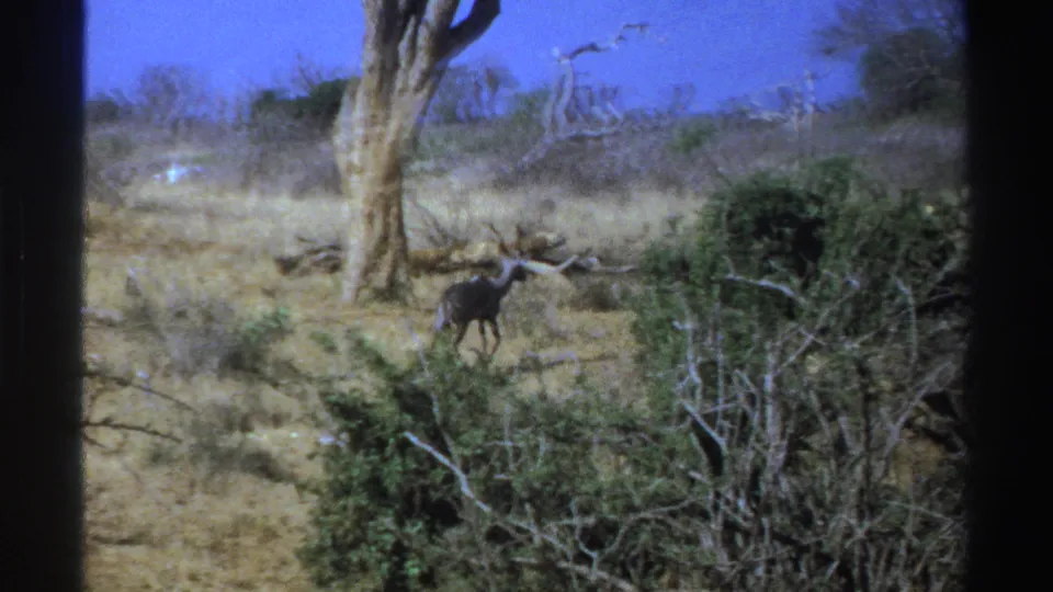1969 South Africa 8mm frame showing an antelope walking through dry savanna brush below a large bare-limbed tree.
