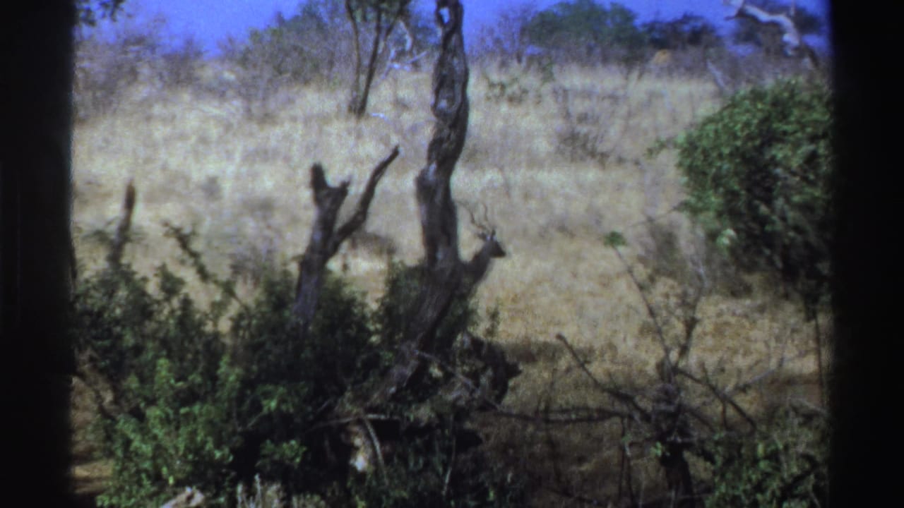 1969 South Africa 8mm frame showing dry grassland, scattered trees, and green shrubs before the antelope enters view.