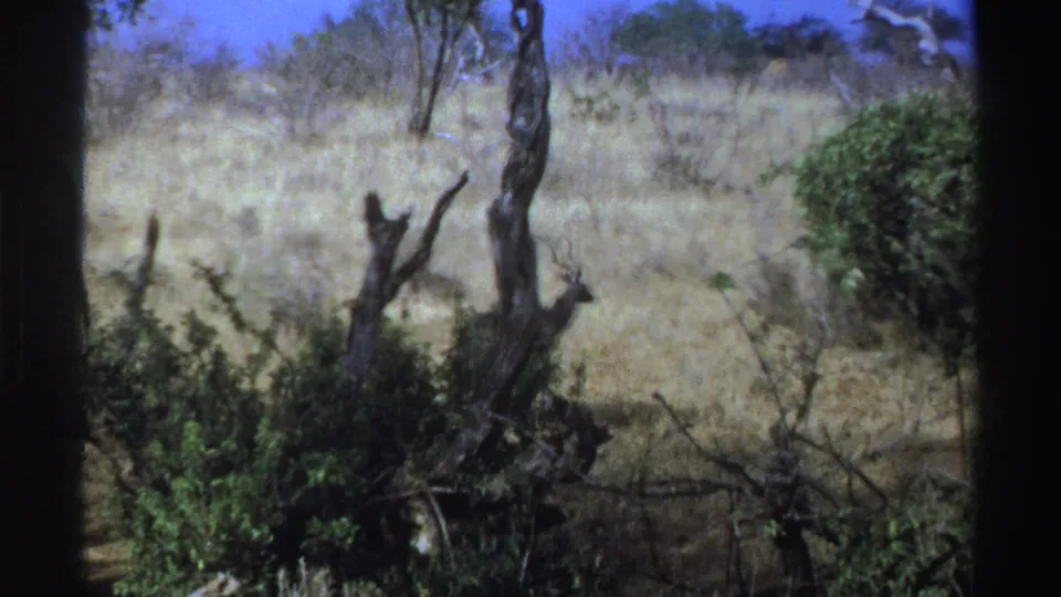 1969 South Africa 8mm frame showing dry grassland, scattered trees, and green shrubs before the antelope enters view.