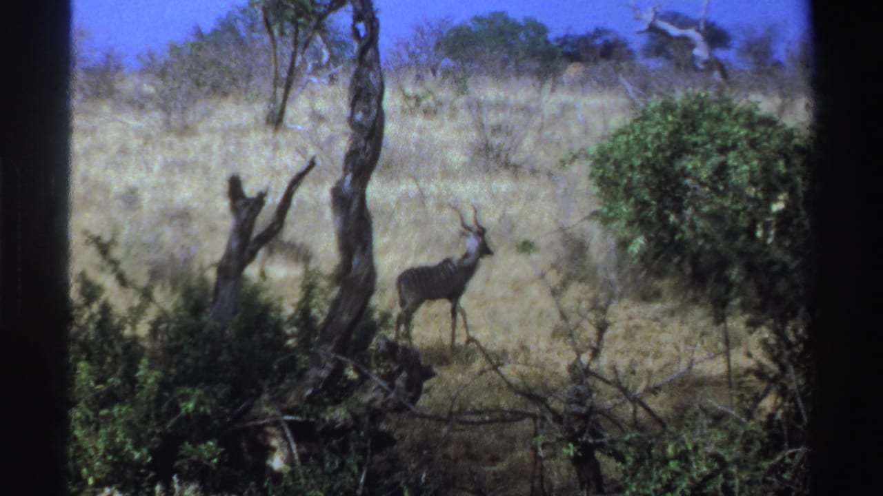 Horned antelope walking through dry grass near trees and shrubs.