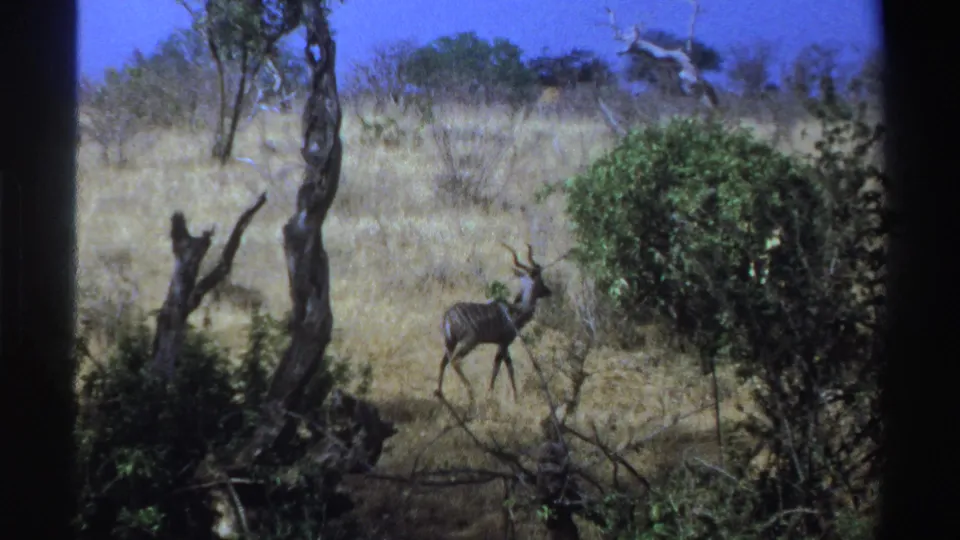 1969 South Africa 8mm frame with a horned antelope near low brush, dry grass, and a rounded green shrub.