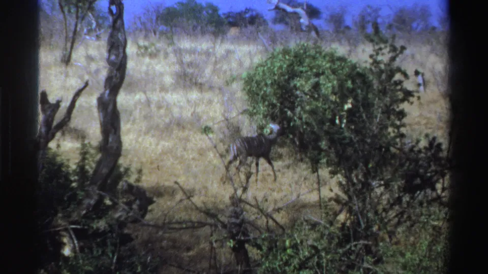 1969 South Africa 8mm frame showing a horned antelope beside dense shrubs and dry savanna vegetation.