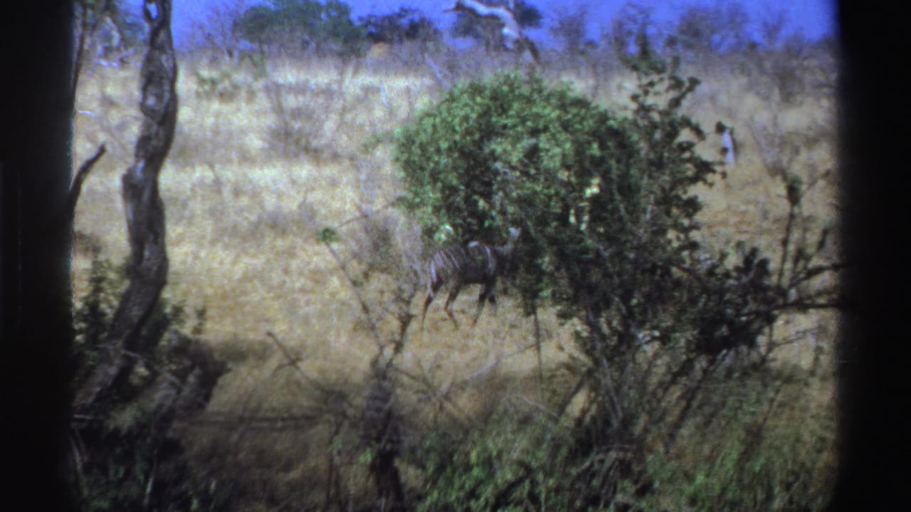 1969 South Africa 8mm frame showing an antelope-like animal partly obscured by green shrubs and dry grass under blue sky.