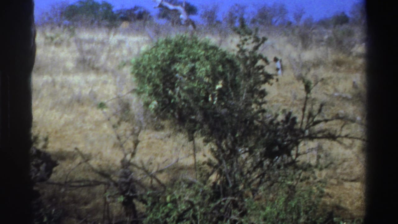Dry savanna with shrubs and branches; the animal is mostly obscured.