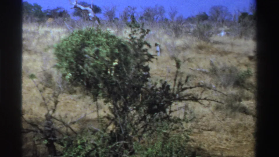 Handheld 1969 South Africa 8mm frame of dry savanna vegetation, with an antelope-like animal barely visible near the left brush.
