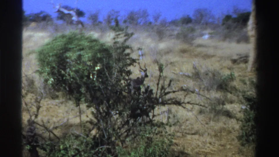1969 South Africa 8mm frame showing the antelope-like animal partly visible through shrubs in a dry, open savanna setting.